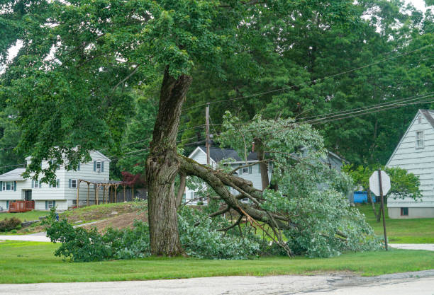 Reliable Marion, MT  Tree Services Solutions