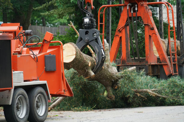 Best Fruit Tree Pruning  in Marion, MT